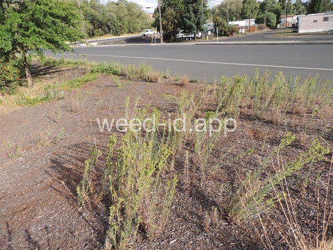 tarweed, cluster